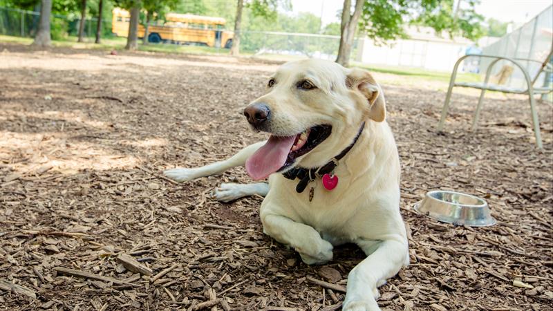 Hatfield Dog Park