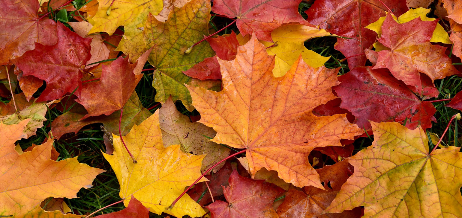Fall Leaf Pickup